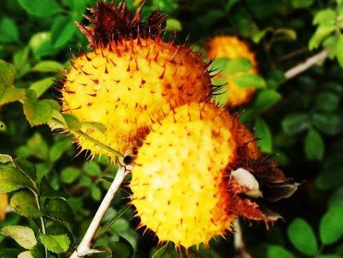 刺梨吃瓜配方大全视频,解锁美味新食尚