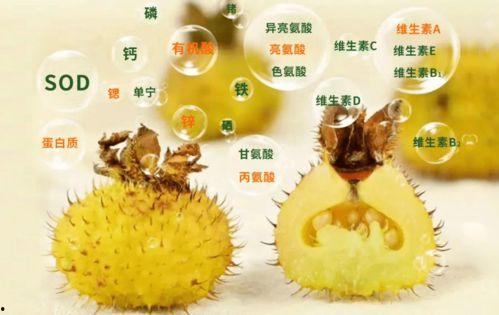 刺梨吃瓜配方大全视频,解锁美味新食尚