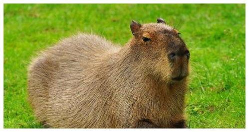 吃瓜视频水豚比赛,吃瓜群众见证萌宠竞技盛宴