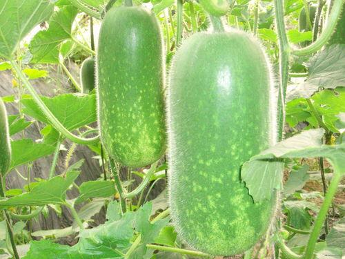 小时候吃龙瓜视频大全集,龙瓜视频大全集