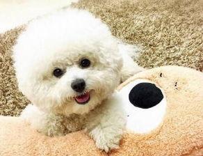 比熊可以吃蜜瓜么嘛视频,安全与注意事项