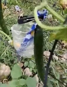 汶上吃瓜事件视频最新版,最新视频揭露惊人真相，网友热议不断