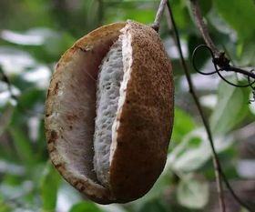 刘二娃吃八月瓜视频,解锁乡村美味新体验