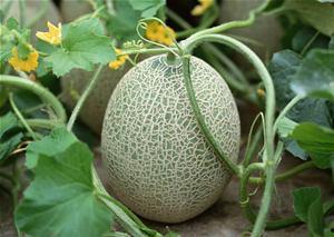 九个月宝宝吃哈密瓜视频,甜蜜瞬间萌翻网友