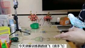 小猫吃板栗瓜好吗视频,揭秘板栗瓜对猫咪的益处与风险
