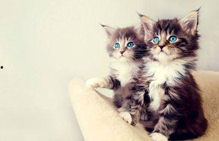 小猫吃板栗瓜好吗视频,揭秘板栗瓜对猫咪的益处与风险