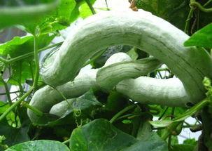 蛇瓜能煲汤吃吗怎么做视频,家常美味，营养滋补