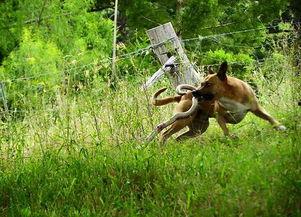 小狗吃瓜被蛇咬视频,小狗误食瓜果遭蛇咬，网友热议动物意外事件