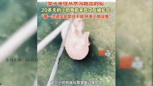 小狗吃瓜被蛇咬视频,小狗误食瓜果遭蛇咬，网友热议动物意外事件