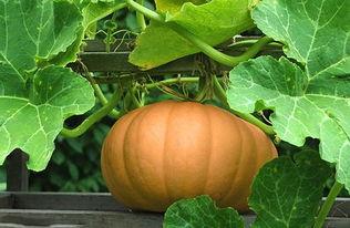 吃苗的南瓜会长瓜吗视频,见证南瓜从苗到瓜的奇妙蜕变