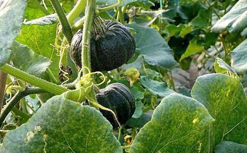 吃苗的南瓜会长瓜吗视频,见证南瓜从苗到瓜的奇妙蜕变