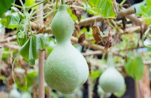 圆形葫芦瓜可以吃吗视频,揭秘美味与营养的双重惊喜