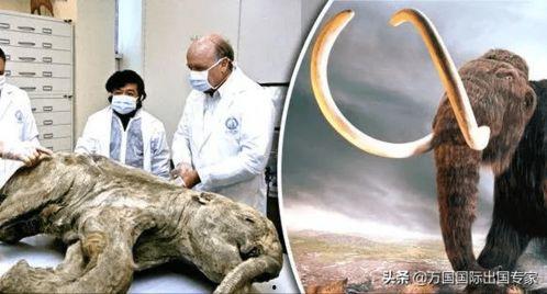 高中吃瓜远古视频,揭秘高中时代的热门视频