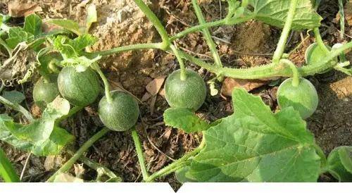 小时候吃的瓜视频,那些年我们一起吃过的瓜