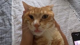 小猫吃瓜脆脆的原视频,萌态十足引网友爆笑