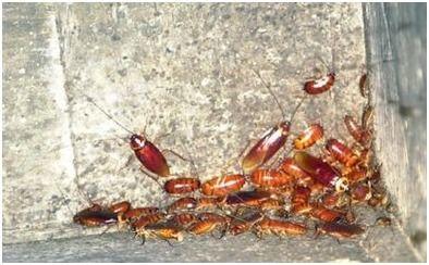 广西吃瓜虫视频