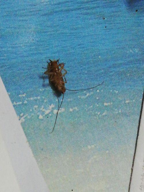 广西吃瓜虫视频