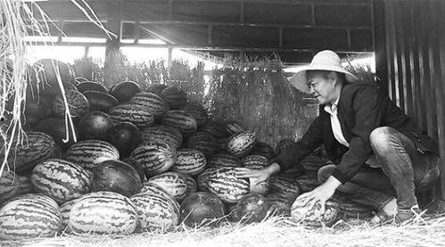 稠州吃瓜群众事件视频曝光,视频曝光揭示惊人真相