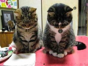 奇葩画猫吃瓜视频下载,猫咪吃瓜大作战，萌态十足引网友热议