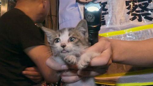 奇葩画猫吃瓜视频下载,猫咪吃瓜大作战，萌态十足引网友热议