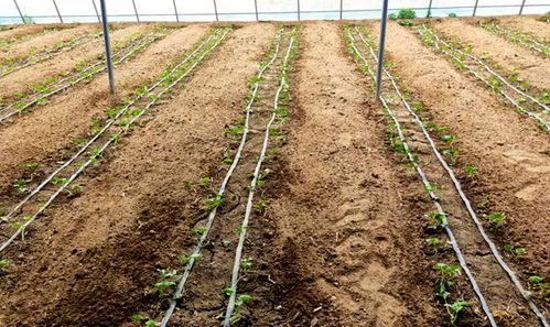 鲁山吃瓜的视频,揭秘乡村美食背后的故事