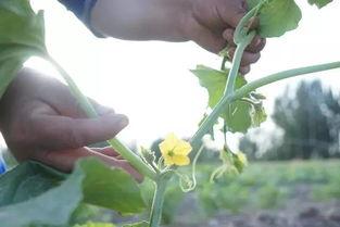 吃瓜群众幺蛾子视频,揭秘“吃瓜群众幺蛾子”视频背后的真相与笑料