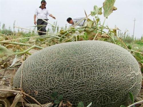 伽师吃瓜视频全集,揭秘瓜界风云，笑料百出全集回顾