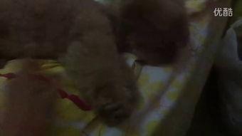 最小的吃瓜视频,短视频红人的崛起之路