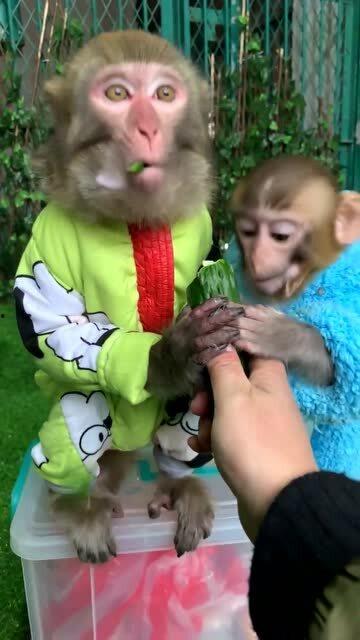 猴子吃瓜小视频,趣味小视频里的欢乐时光